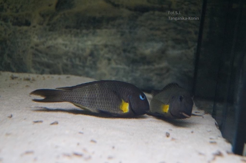 Tropheus sp. 'crescentic' Mkuyu